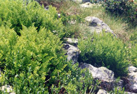 Cryptogramma crispa
